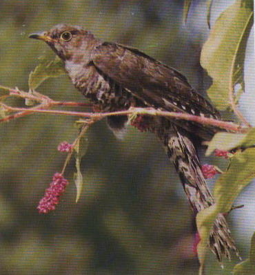 酷我_古典音乐吧_管弦乐组曲《动物狂欢节》