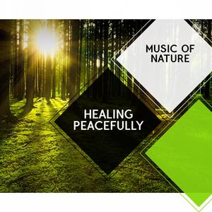 Joyful Nature Music Project - Beautiful Winter Wren