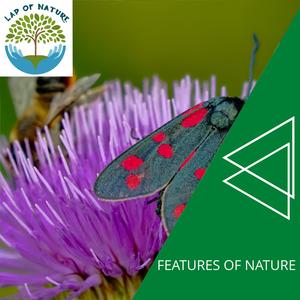 Forest Fire Noise Project - Resting Fire