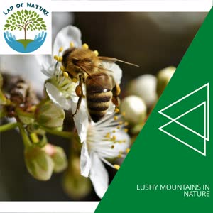 Warmup Rain Mood Nature Music - Sandy Wind and Waves