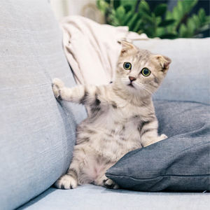 Official Pet Care Collection&Music for Cats Project&Jazz Music Therapy for Cats - Blissful Relaxation