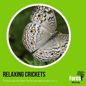 Nature Stress Relief Treatment Club - Curious Bird
