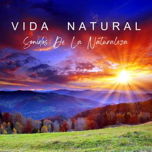 Momentos De Meditación&Música Para Curar Corpo&Alma&Música Para Meditar & Agradecer - Lluvia En La Ciudad