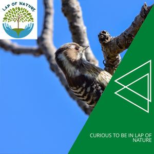 Nature Healing Mark Sound Club - Superb Quail