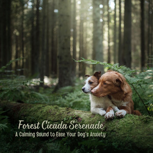 Night Crickets&Calm Dog Music&Dog Relax - Peaceful Paws in Nature