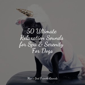 Relaxing Music for Dogs&Music For Dogs&Music for Dogs Collective - Ambient Textures