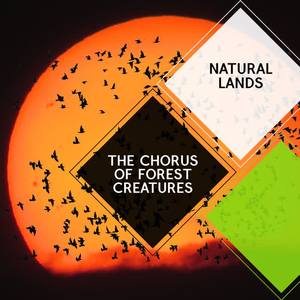 Nature Fusion Melodies - Erratic Woodpecker