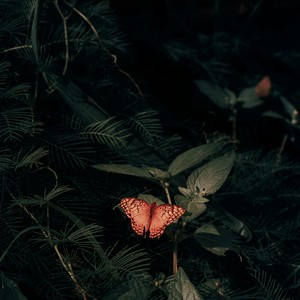 Dih - Metamorfose