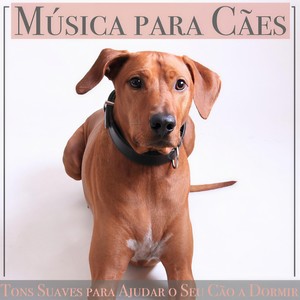 Relaxmydog&Puppy Music Therapy&Dog Music Dreams - Canções de Pássaros