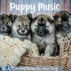 Relaxmydog&Dog Music Dreams&Pet Music Therapy - Under the Starry Sky