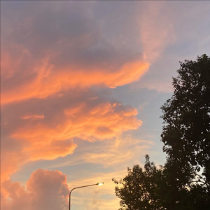 大头钉《囚鸟》