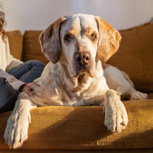 Ritmo en armonía total&Musicoterapia para seres pacíficos&Música relajante para mascotas - Líneas De Bajo Para La Calma Animal