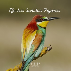 Sonidos De Pajaros - Efectos Sonidos Pajaros (26)