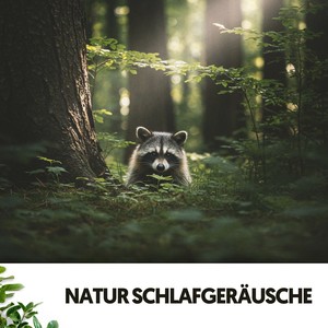 Dog Relaxation&Ondas Alfa Colectivo&Schlafmusik - Zusammenfassung von Dawn's Awakening