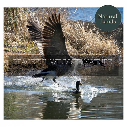 Peaceful Wildlife Nature