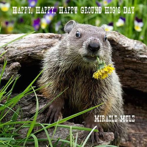 happy, happy, happy groundhogs day_miracle mule_單曲在線試聽