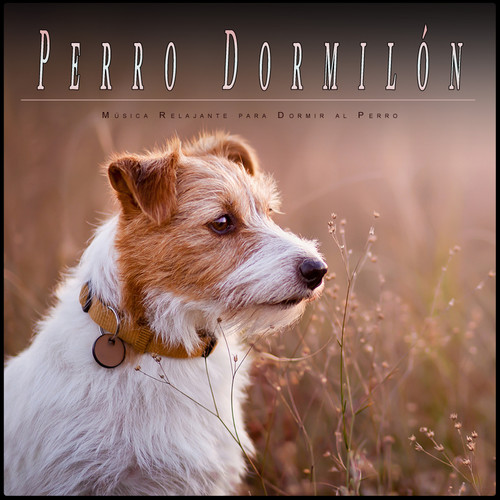 Perro Dormilón: Música Relajante para Dormir al Perro