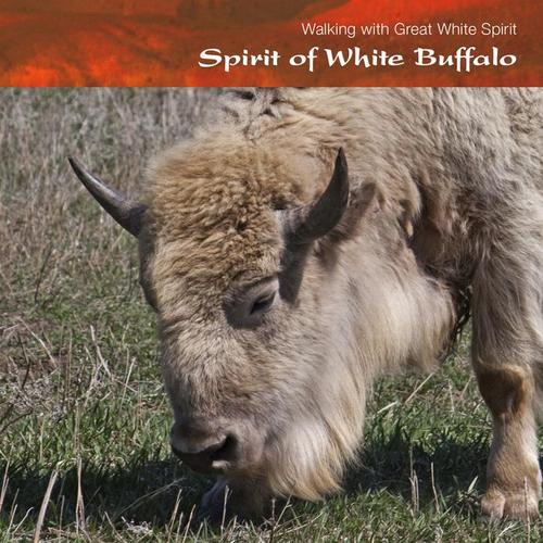 spirit of white buffalo