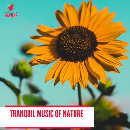 Tranquil Music of Nature