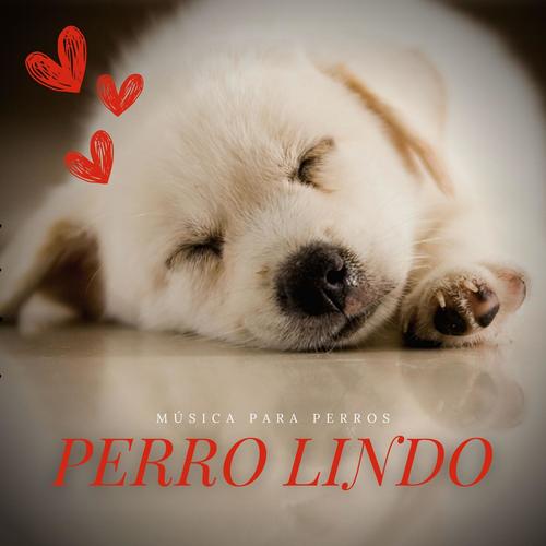Perro Lindo