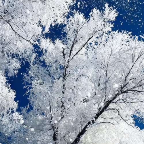 七月七日晴（忽然下起了大雪）