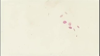 桃花凉 - 艾辰封面